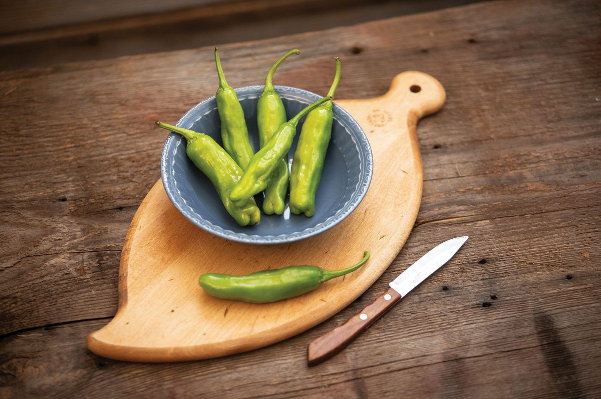 Shishimai – Shishito Pepper Seed